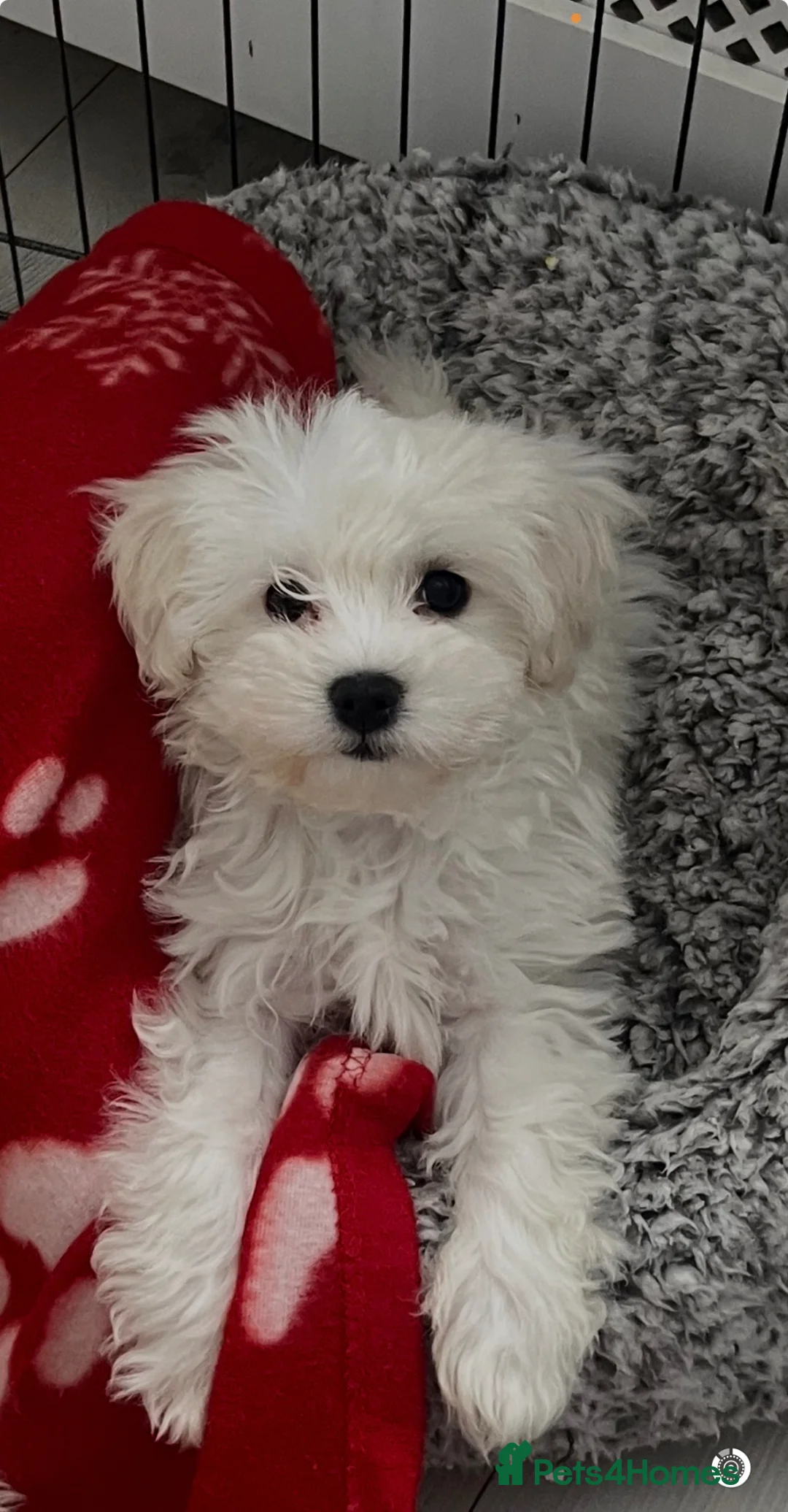 Maltipoo dogs for sale: Beautiful Rosie and Daisy Maltipoos  - Advert 2