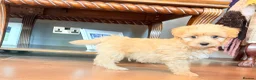 Cairn Terrier dogs for sale: STUNNING cairn-oodle pups 🐾 CUTE bundles of fluff - Advert 2