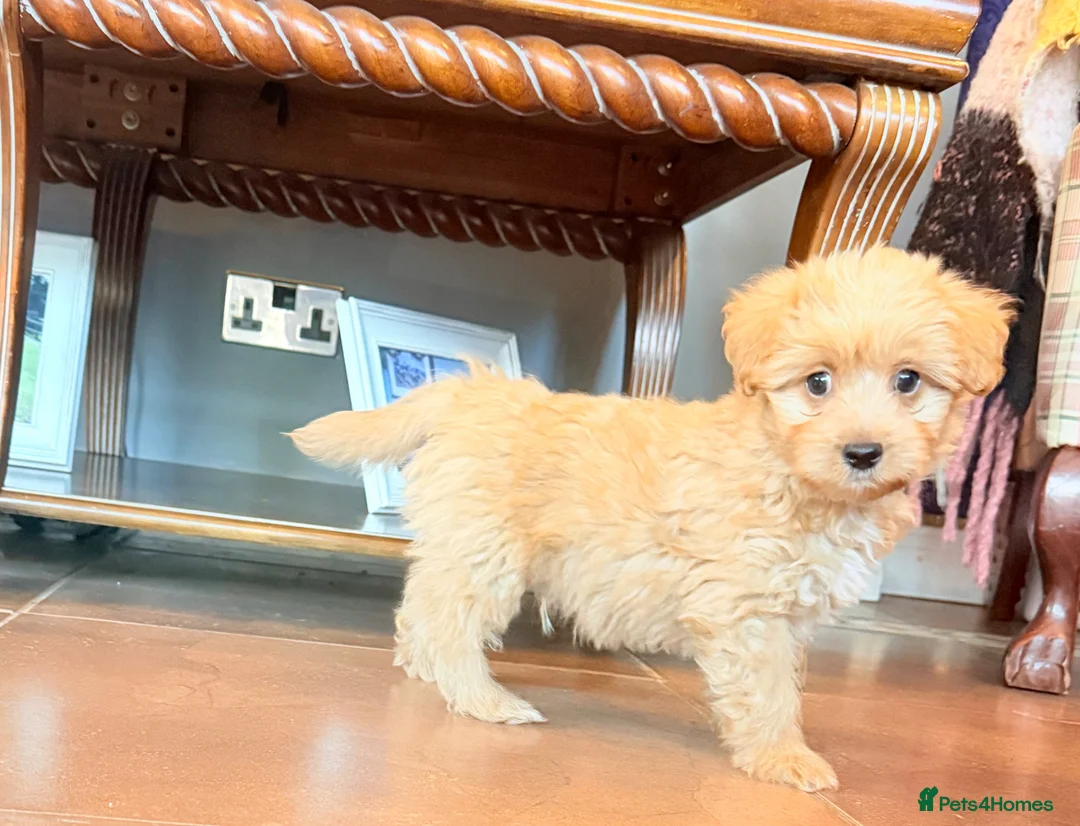 Cairn Terrier dogs for sale: STUNNING cairn-oodle pups 🐾 CUTE bundles of fluff - Advert 2