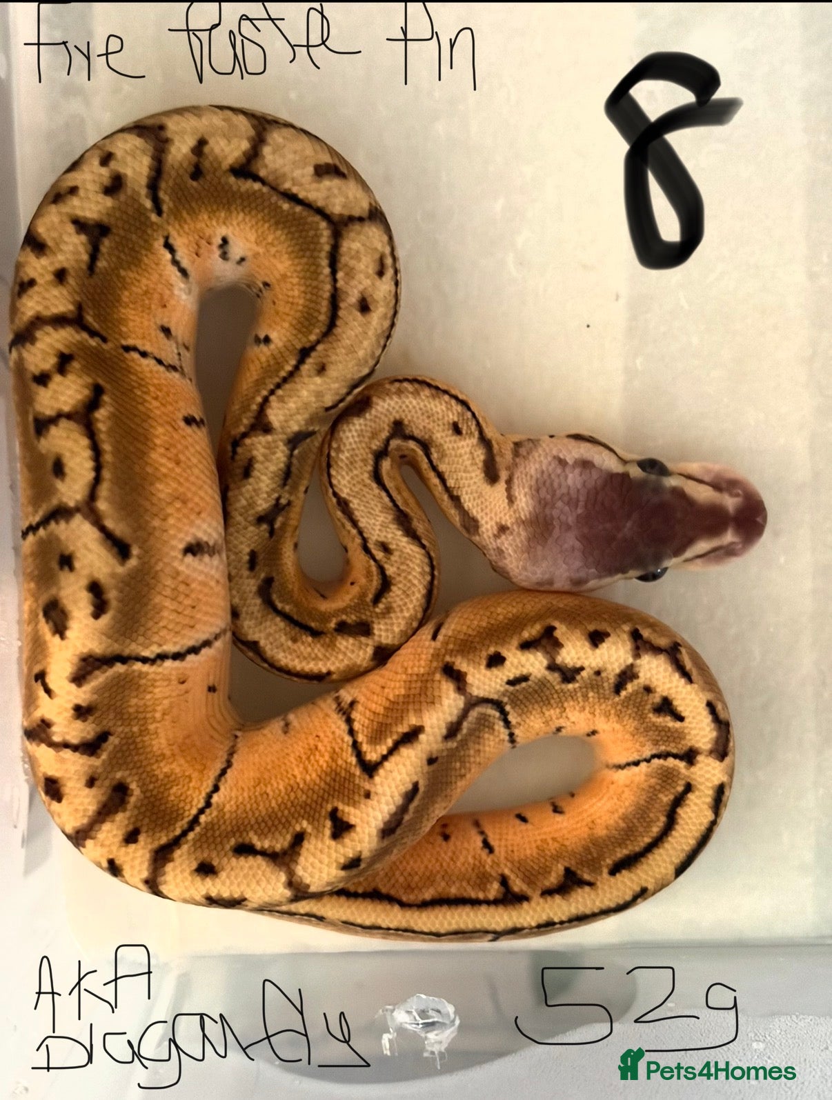 Python Snake reptiles Royal pythons - Advert 15