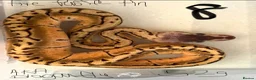 Python Snake reptiles for sale: Royal pythons - Advert 7