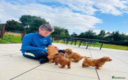 Cockapoo dogs for sale: Beautiful F1 Red/Golden Cockapoo Puppies - Image 6