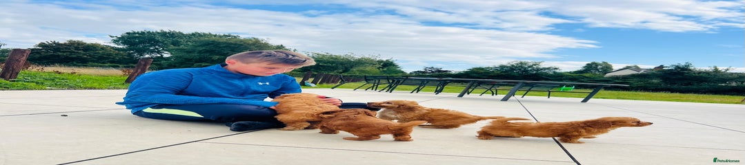 Cockapoo Puppy 6