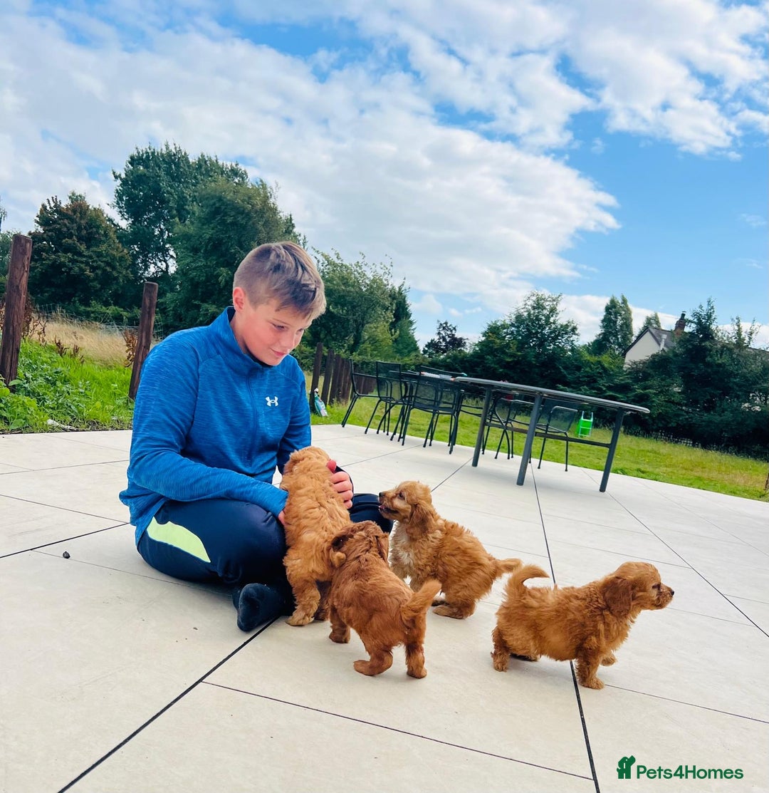 Cockapoo dogs for sale: Beautiful F1 Red/Golden Cockapoo Puppies - Image 6