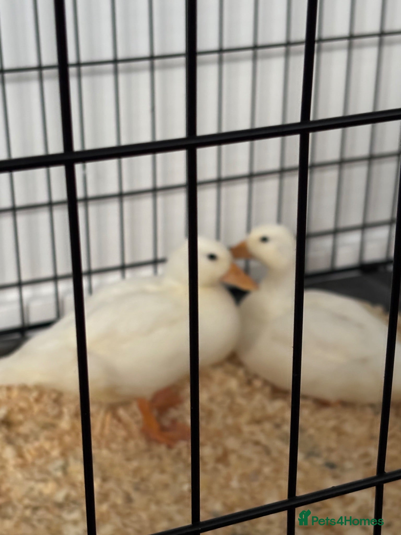 Ducks poultry Female Ducks 6 weeks - Advert 1