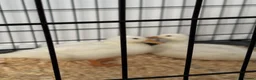Ducks poultry for sale: Female Ducks 6 weeks in Rotherham - Advert 1