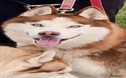 Siberian Husky dogs for sale: Two Siberian Husky Males - Image 2