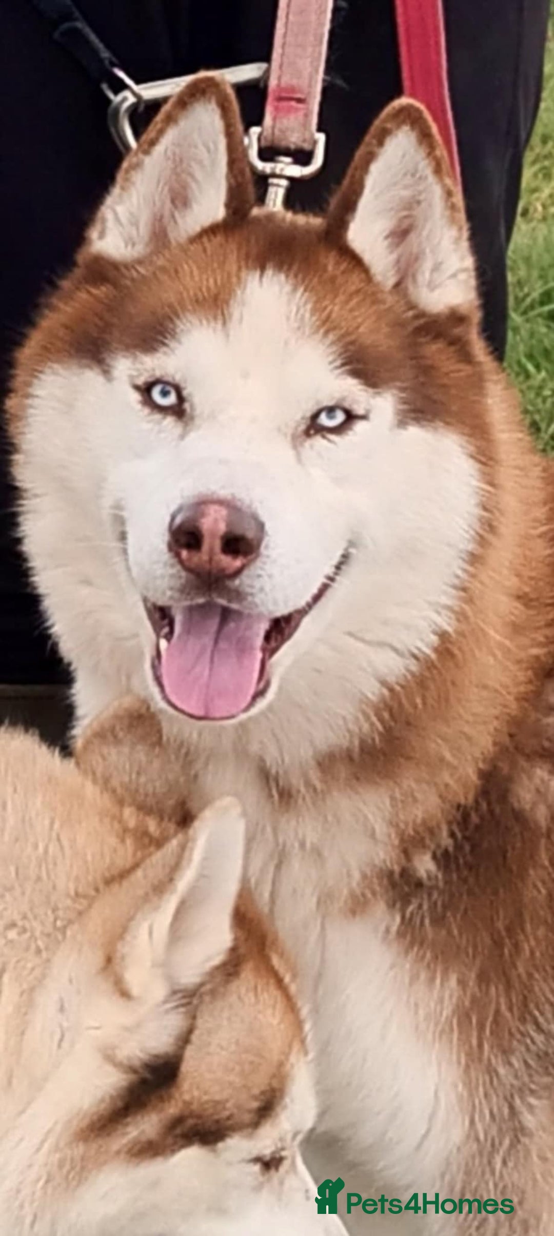 Siberian Husky dogs for sale: Two Siberian Husky Males - Image 2