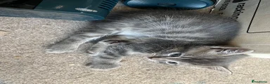 Ragdoll 2