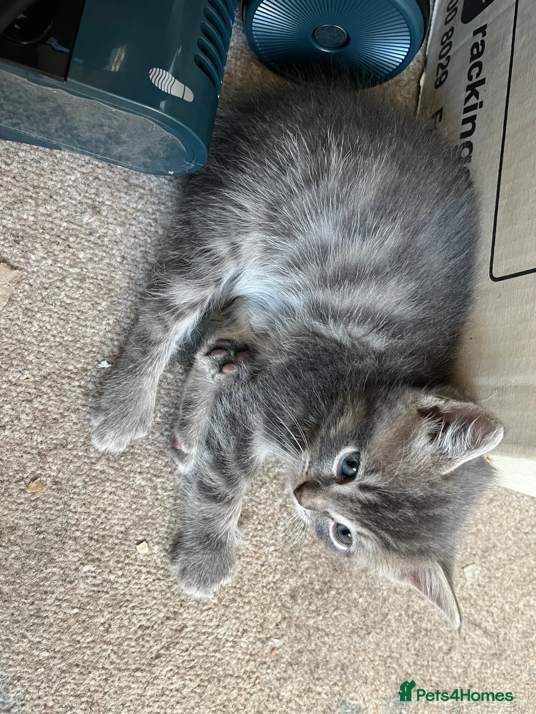 Ragdoll cats for sale: Ragdoll cross tabby kittens - Advert 18