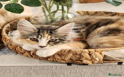 Maine Coon cats for sale: Maine coon Kittens Ready to go! 100% Pedigree   in Derby - Image 34