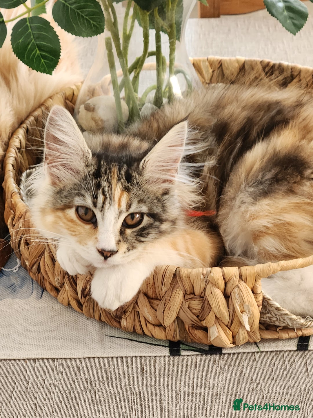 Maine Coon cats for sale: Maine coon Kittens Ready to go! 100% Pedigree   in Derby - Image 34