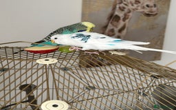 Budgerigars birds for sale: Budgerigar - Image 2