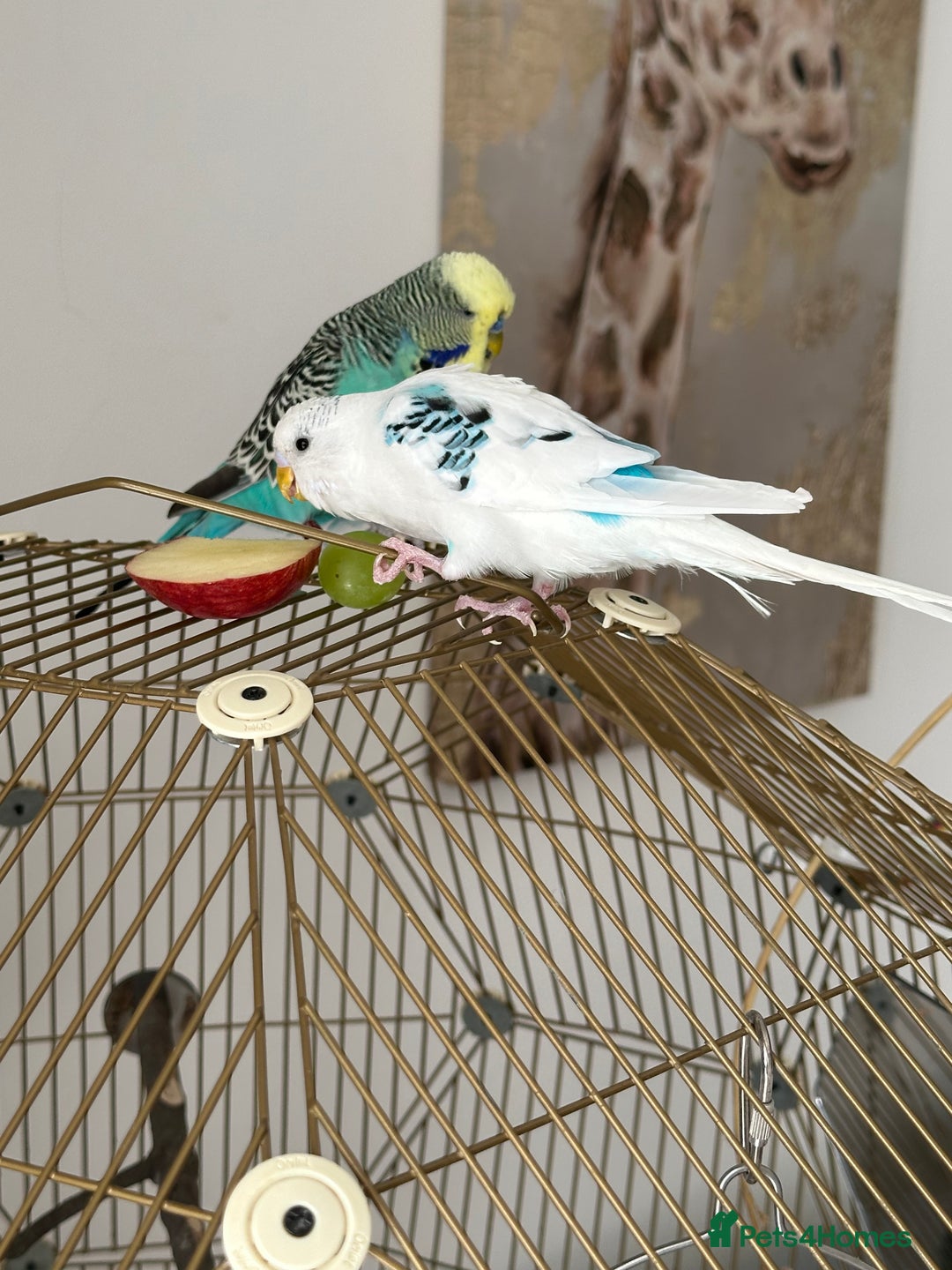 Budgerigars birds for sale: Budgerigar - Image 2
