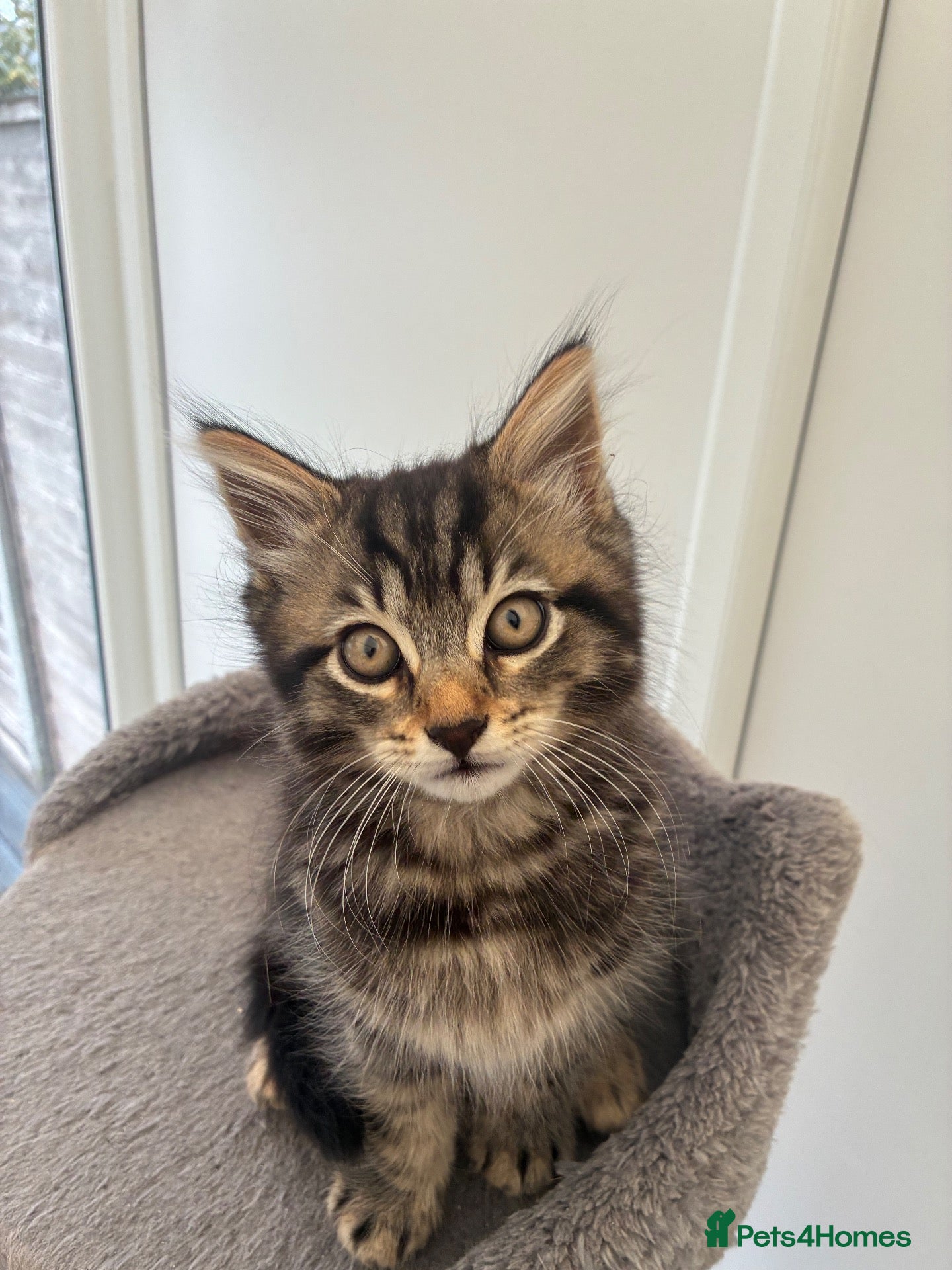 Mixed Breed cats for sale: Jeff - 1 x male kitten - Advert 11