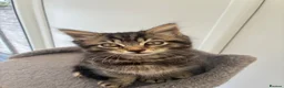 Mixed Breed cats for sale: Jeff - 1 x male kitten - Advert 1