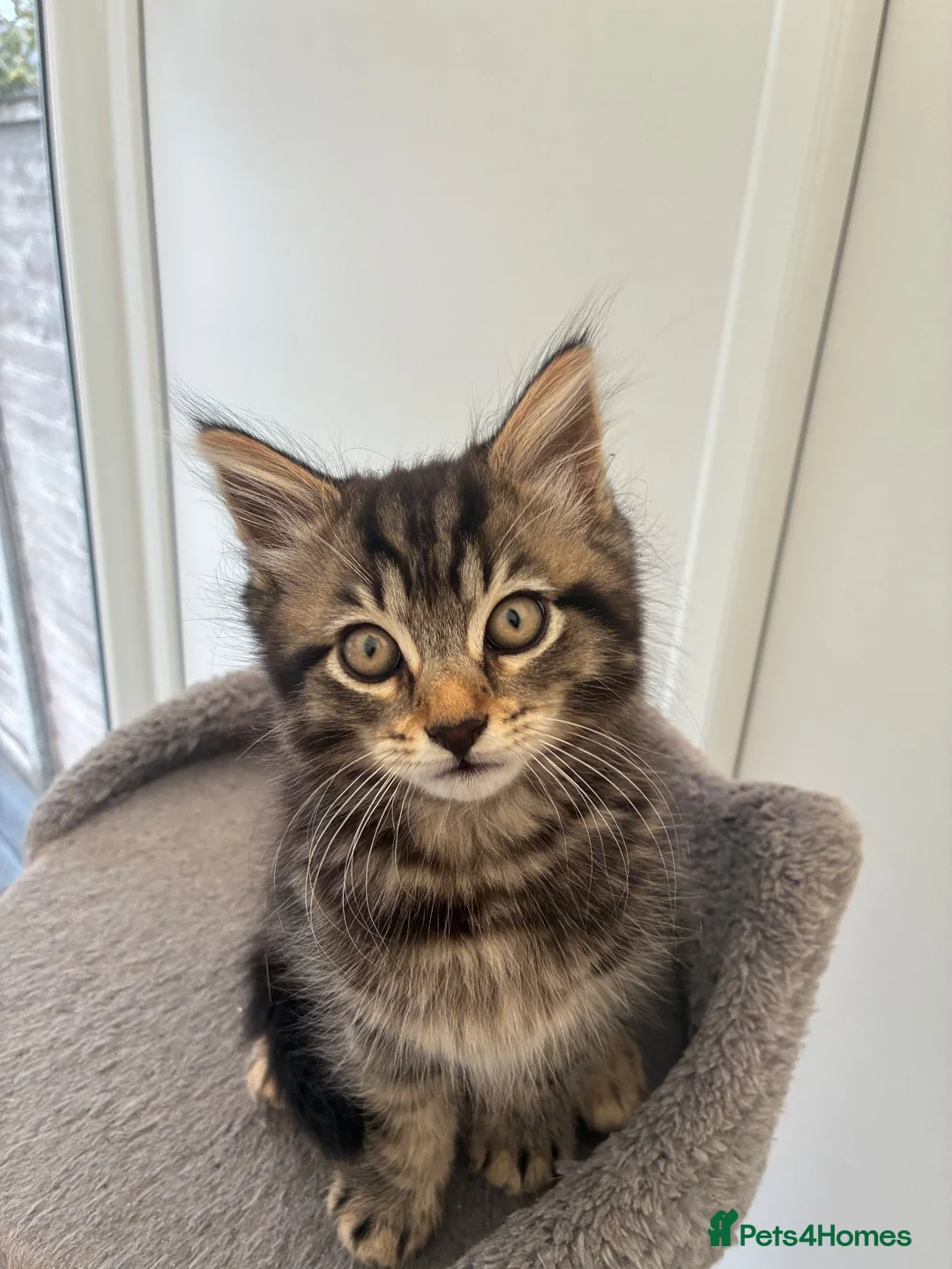 Mixed Breed cats for sale: Jeff - 1 x male kitten - Advert 1
