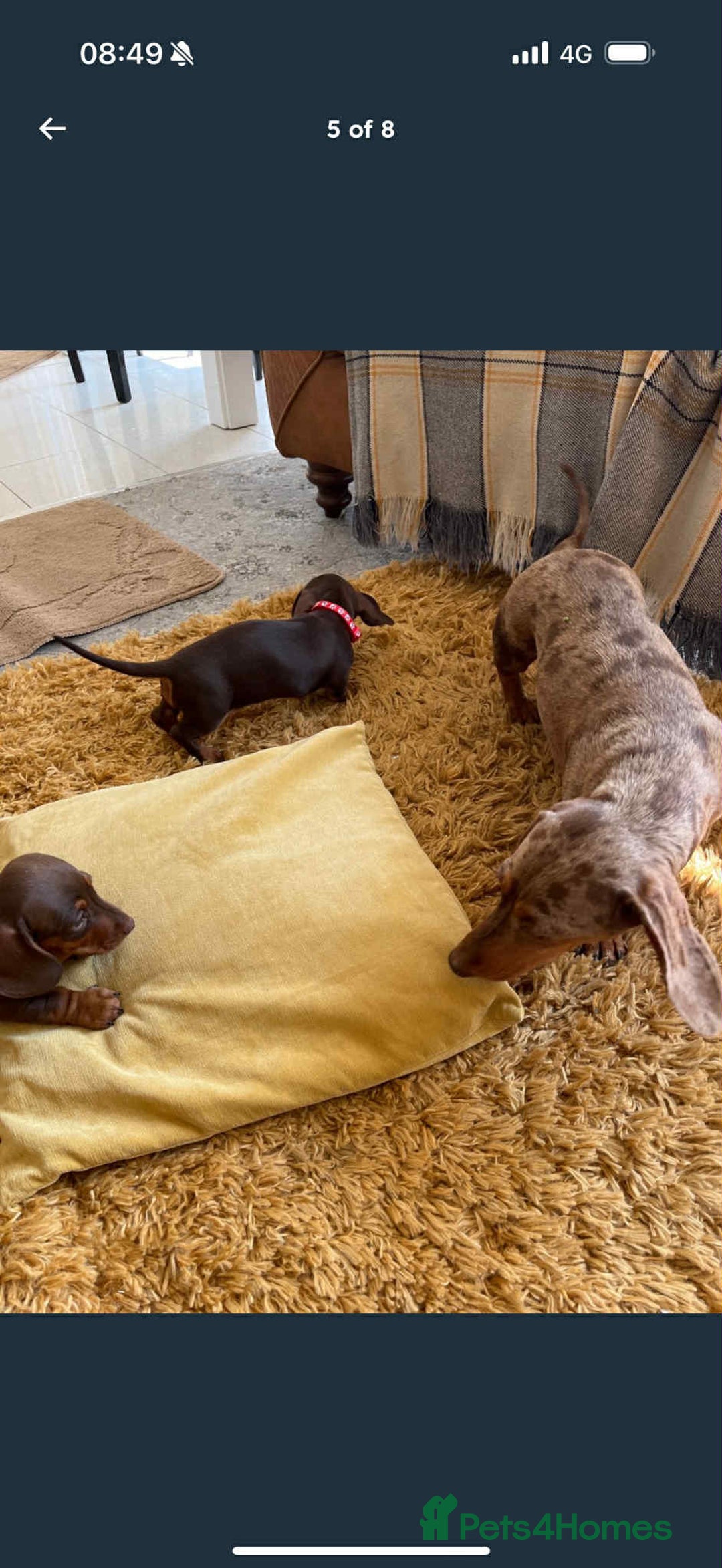 Dachshund dogs for sale: Cute puppy  - Image 5