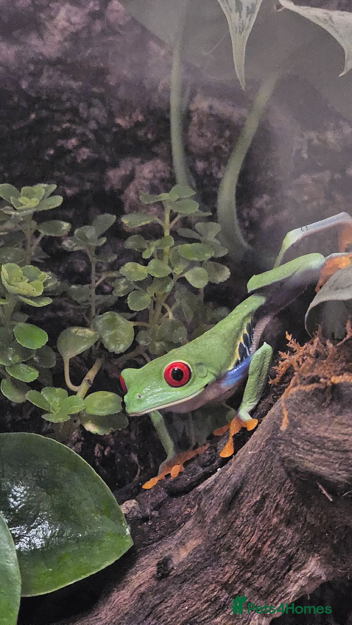 Frog reptiles Red-eyed tree frogs & established enclosure - Advert 2