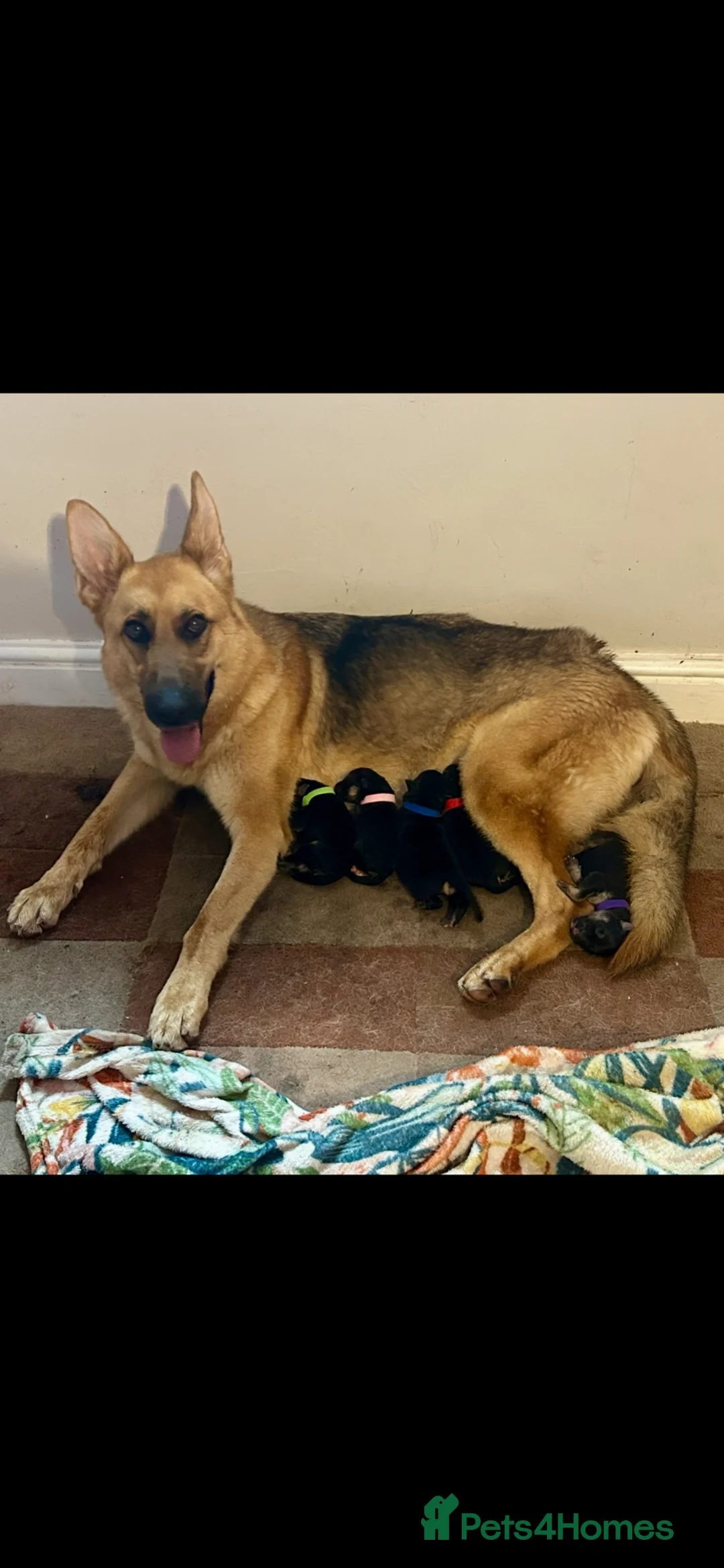 German Shepherd dogs for sale: Straight back pure breed German shepherd puppies - Advert 1