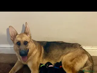 German Shepherd dogs Straight back pure breed German shepherd puppies - Advert 1