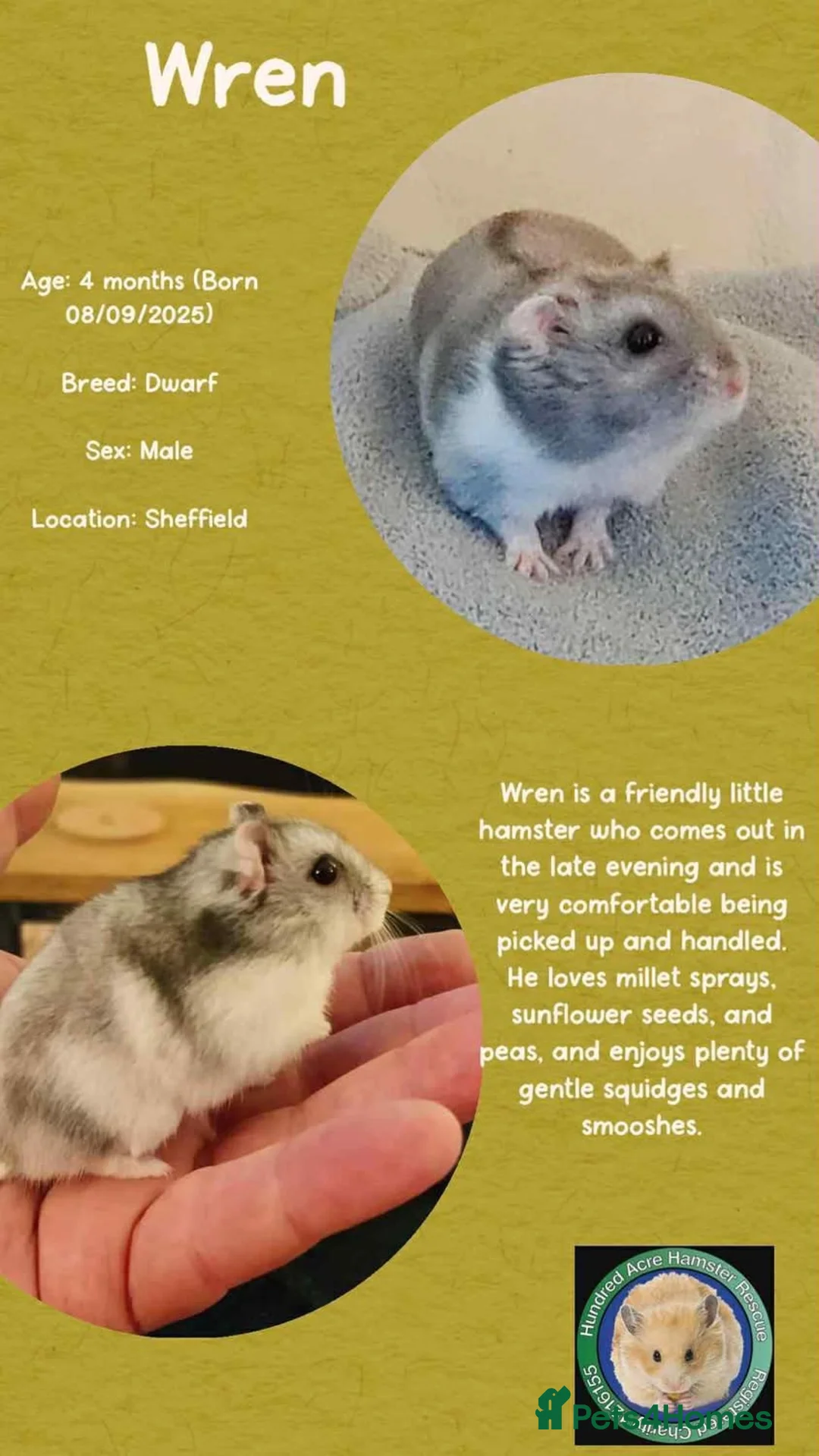 Hamster rodents for sale: Hamsters for adoption  - Advert 3