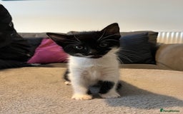 Mixed Breed cats for sale: Cute kittens for sale - Image 4