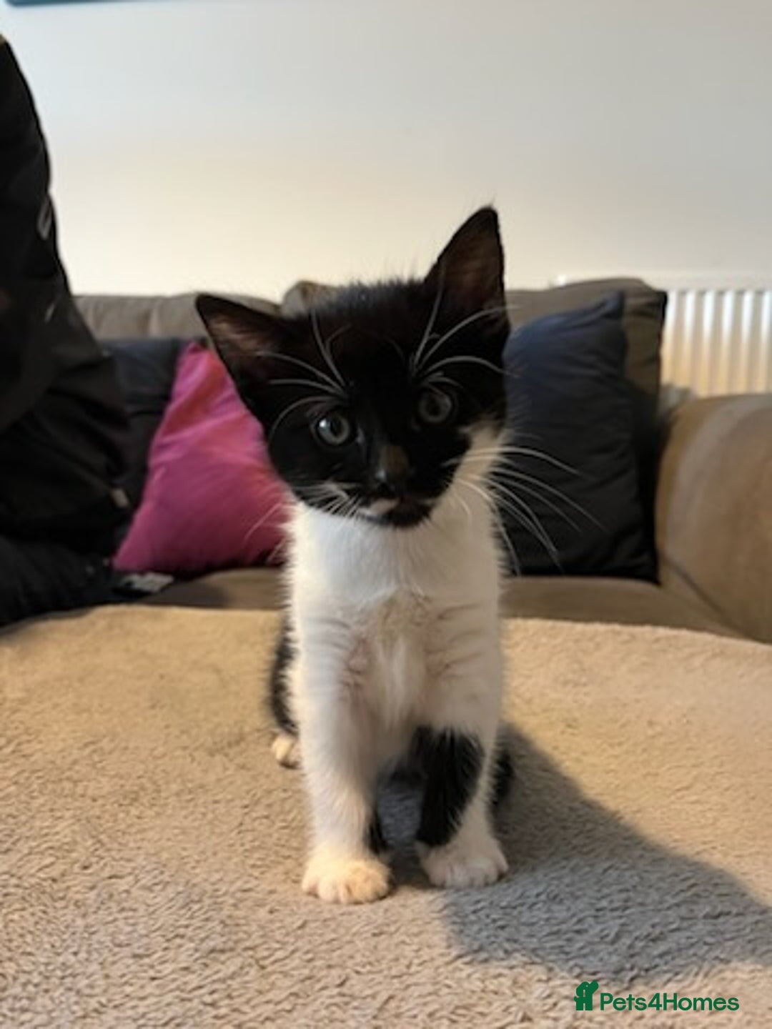 Mixed Breed cats for sale: Cute kittens for sale - Image 4