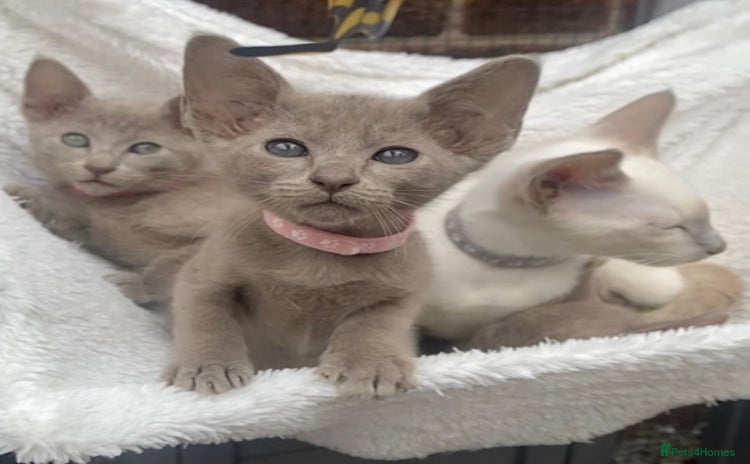 Mixed Breed cats - Advert 11