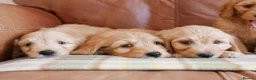 Mini Goldendoodle dogs for sale: Stunning Health Tested Miniature Goldendoodles - Advert 6