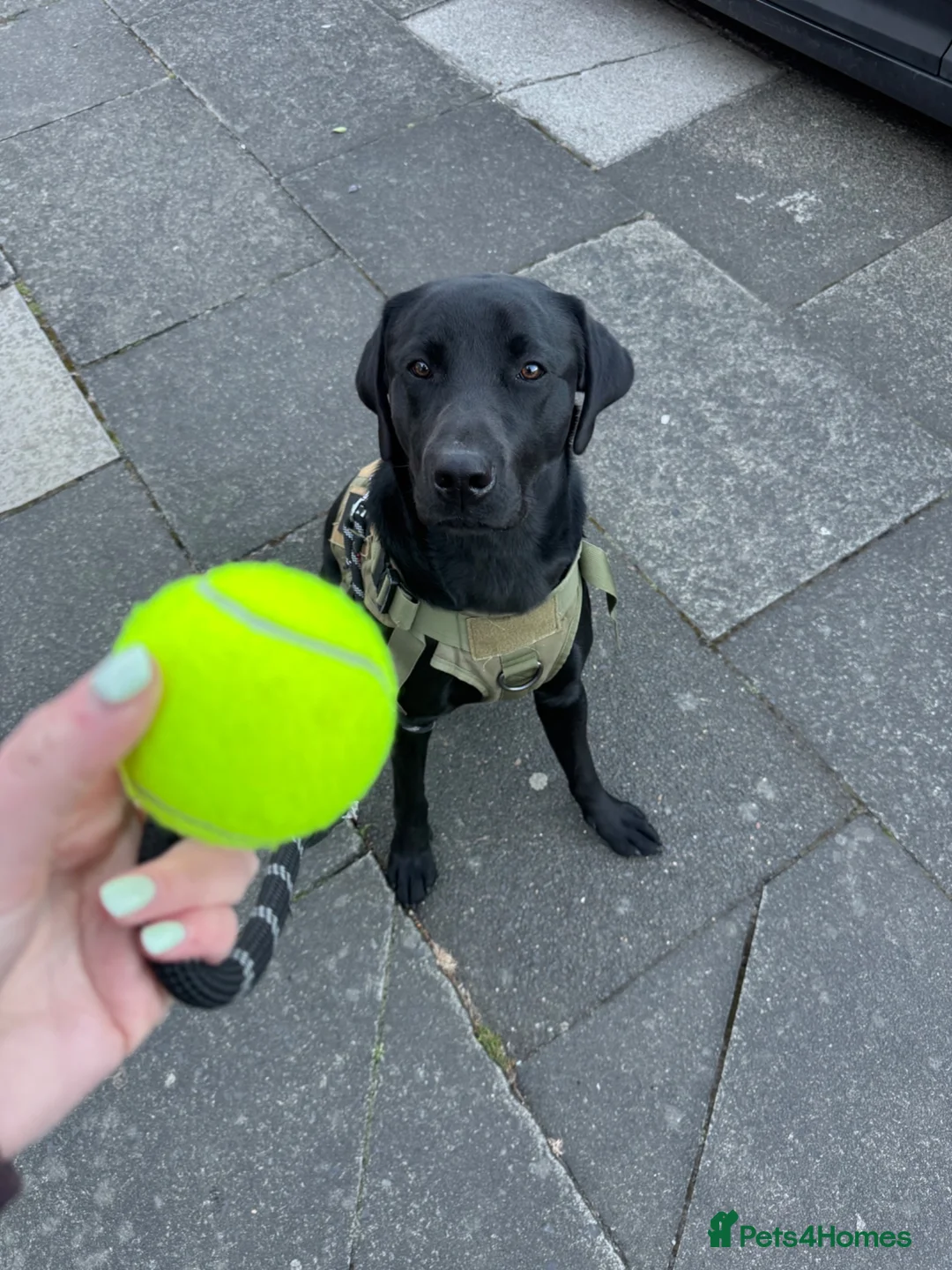 Labrador Retriever dogs for adoption: Rehome  in Houghton le Spring - Advert 2