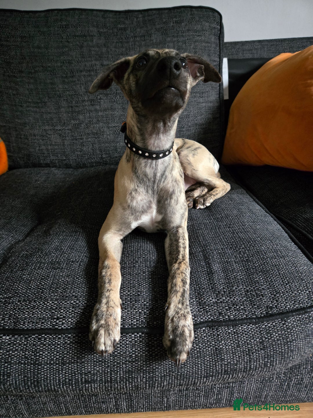 Whippet dogs for sale: Dory is looking for her forever home 🩷 - Advert 2