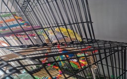 Budgerigars birds for sale: 2 beautiful budgies with full set up! - Image 3
