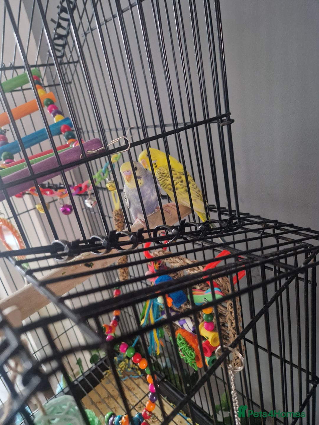 Budgerigars birds for sale: 2 beautiful budgies with full set up! - Image 3