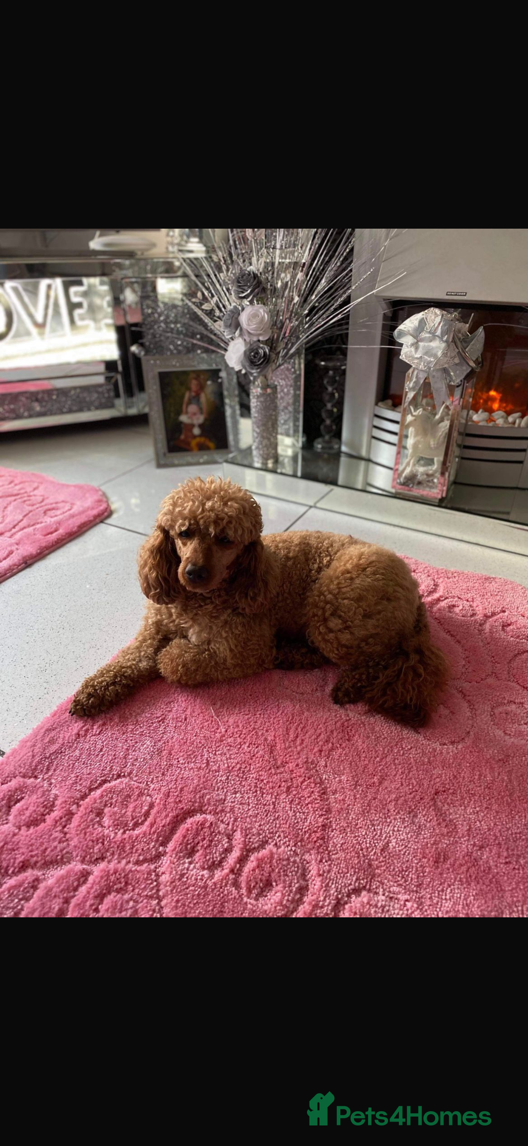 Cavapoo dogs for sale: F1 CAVAPOO PUPPIES - Image 12