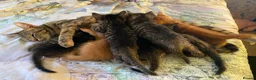 Domestic Shorthair cats for sale: Beautiful Domestic Shorthair Kittens - Advert 1