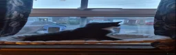 American Shorthair cats for sale: Brother and sister looking for a new home.  - Advert 11