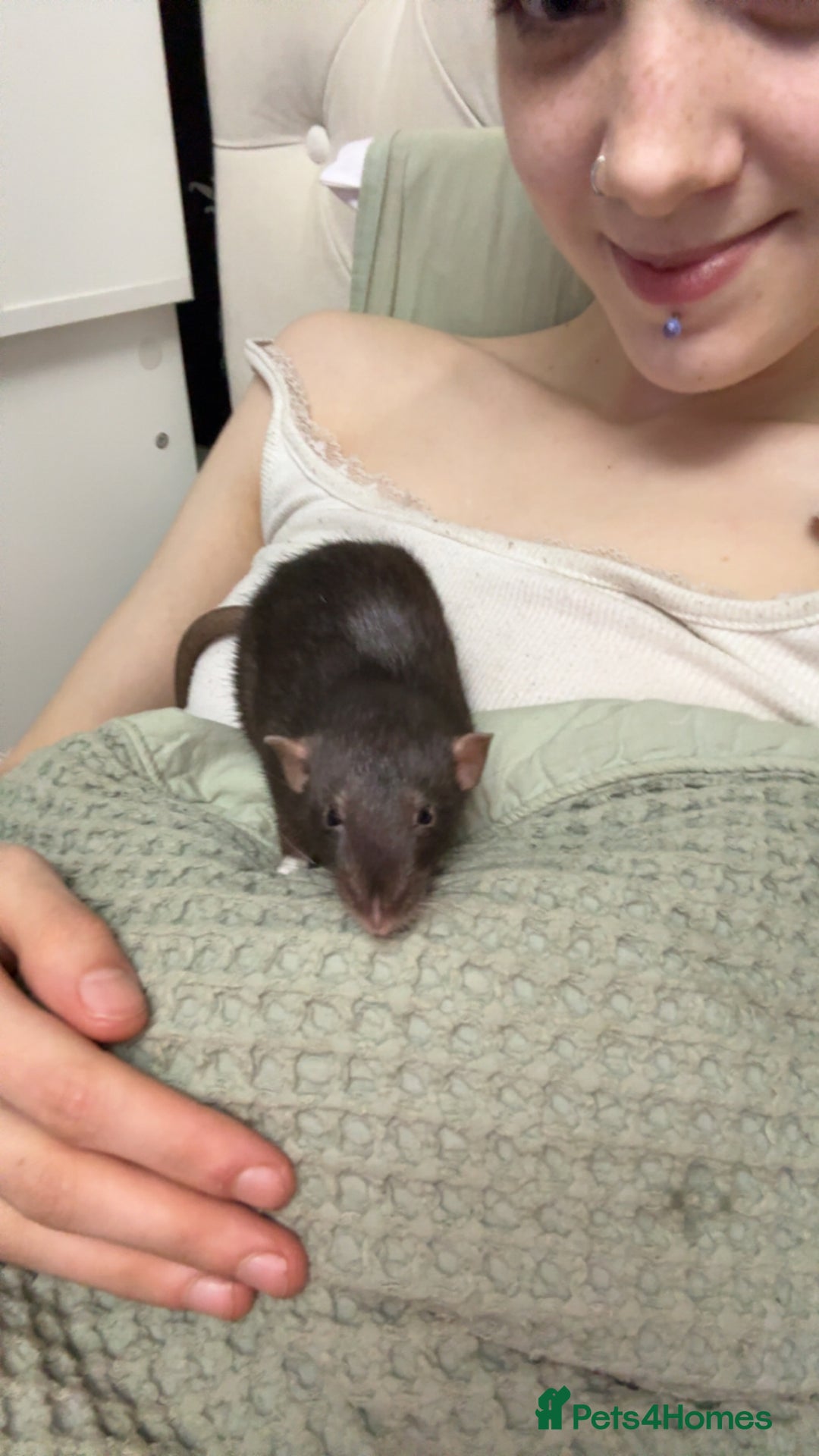 Rat rodents for sale: 3 dumbo rats  - Advert 1