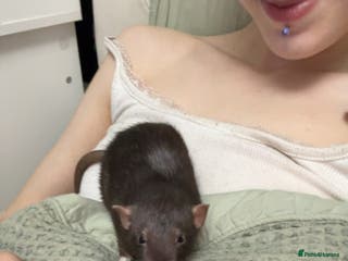 Rat rodents 3 dumbo rats - Advert 14