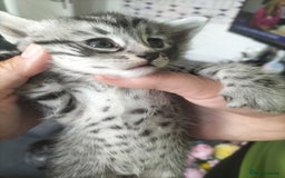 Domestic Shorthair cats for sale: Kittens for Sale - Image 8