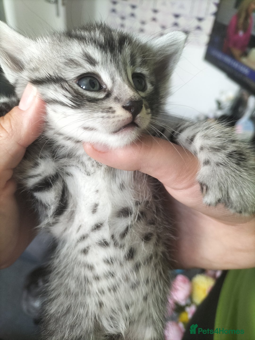 Domestic Shorthair cats for sale: Kittens for Sale - Image 8