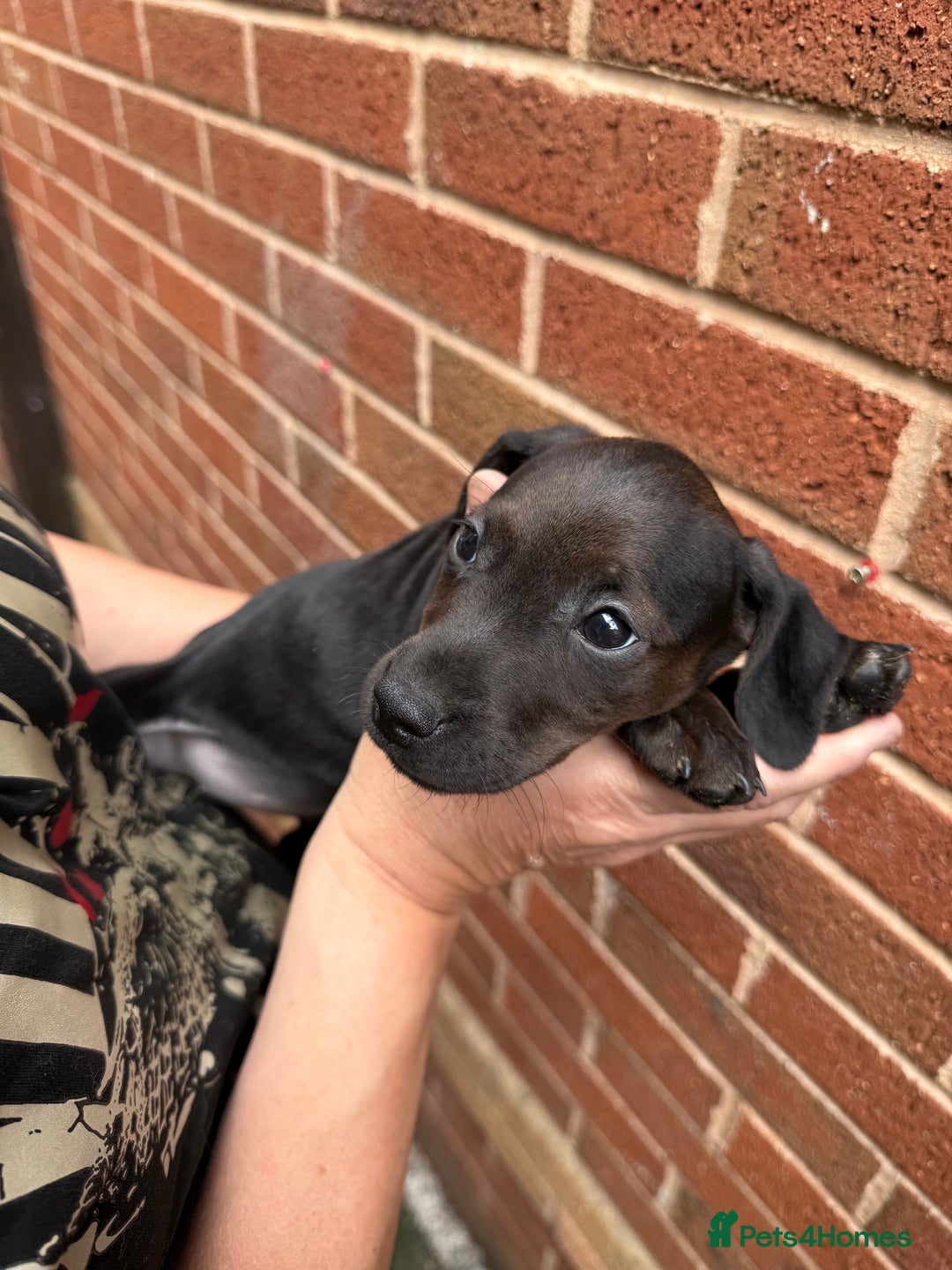 Mixed Breed dogs for sale: Cocker/ Patterdale  - Image 11