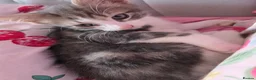 Mixed Breed cats for sale: Cat boy - Advert 2