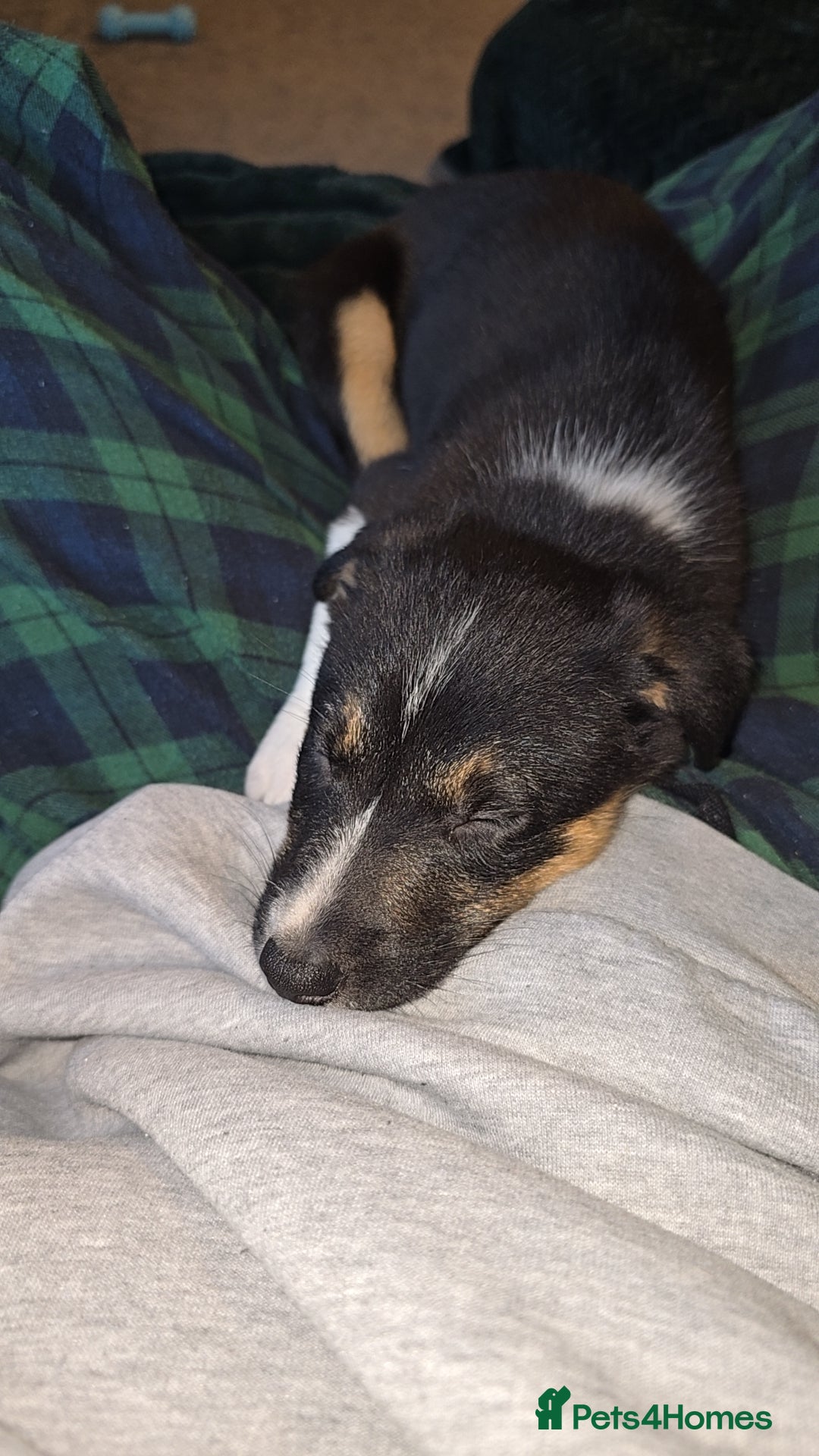 Border Collie dogs for sale: Border Collie - Advert 9