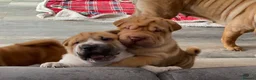 Shar Pei dogs for sale: *** 1 Girl left ***KC Shar Pei Puppies  - Advert 17