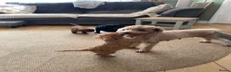 Cockapoo dogs for sale: Beautiful cockapoos  - Advert 2