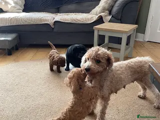 Cockapoo dogs Beautiful cockapoos - Advert 14