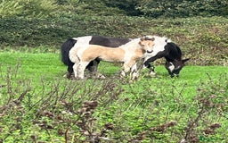 New Forest horses for sale: Stunning NF x  filly - Image 2