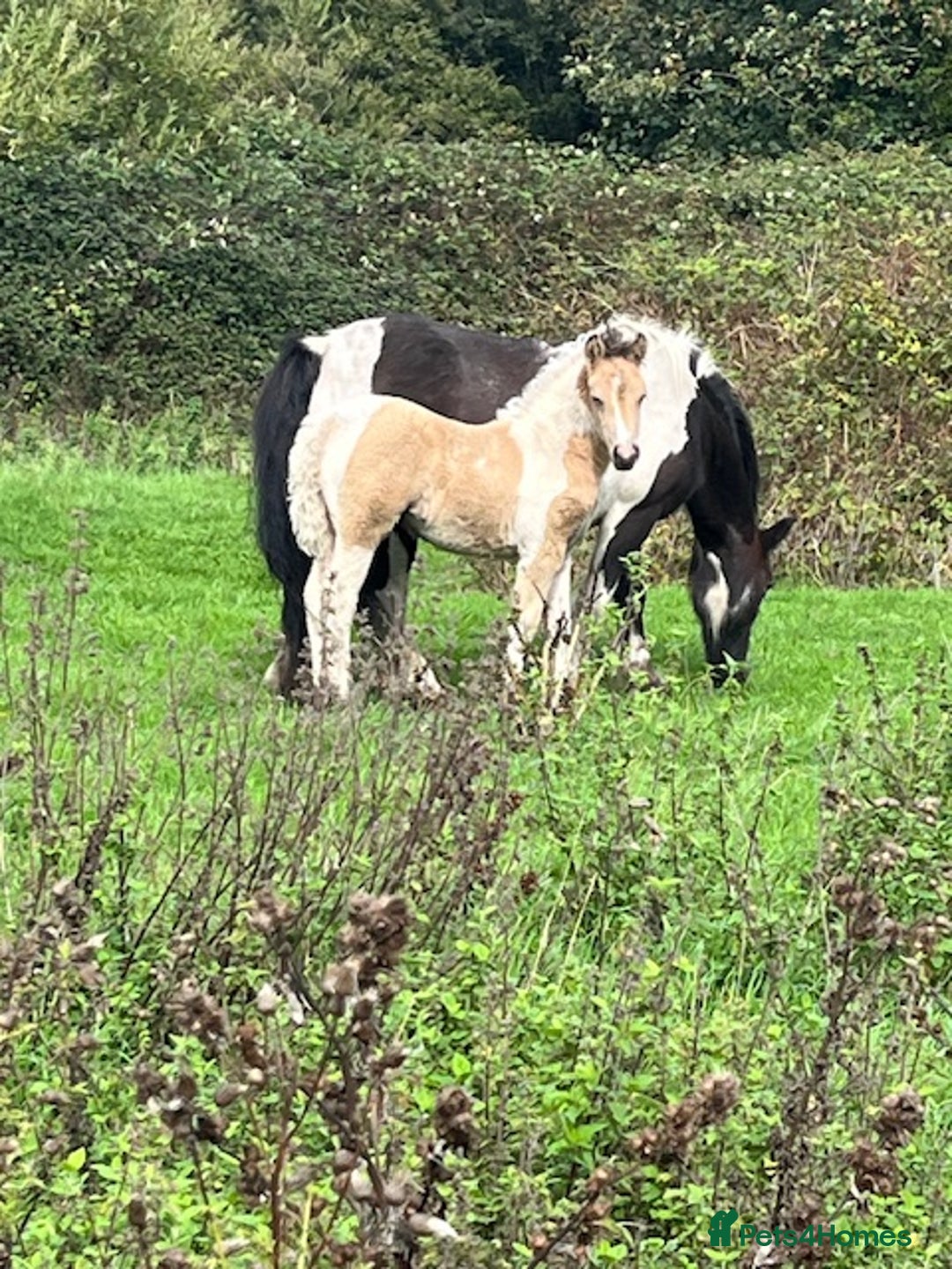 New Forest horses for sale: Stunning NF x  filly - Image 2