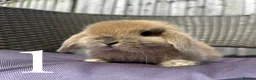 Mini Lop rabbits for sale: Beautiful Mini Lop baby rabbits boy and girl - Advert 1